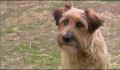 dr dolittle 3-avi_439.jpg